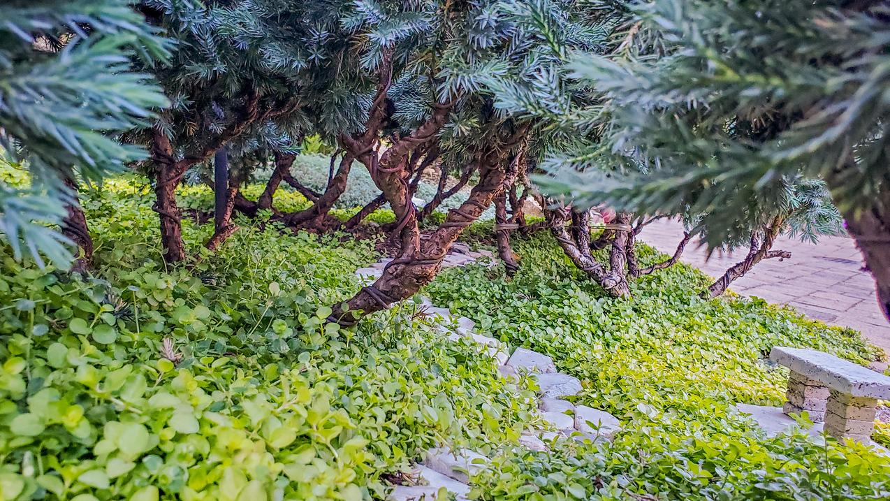 bonsai trees growing in the ground