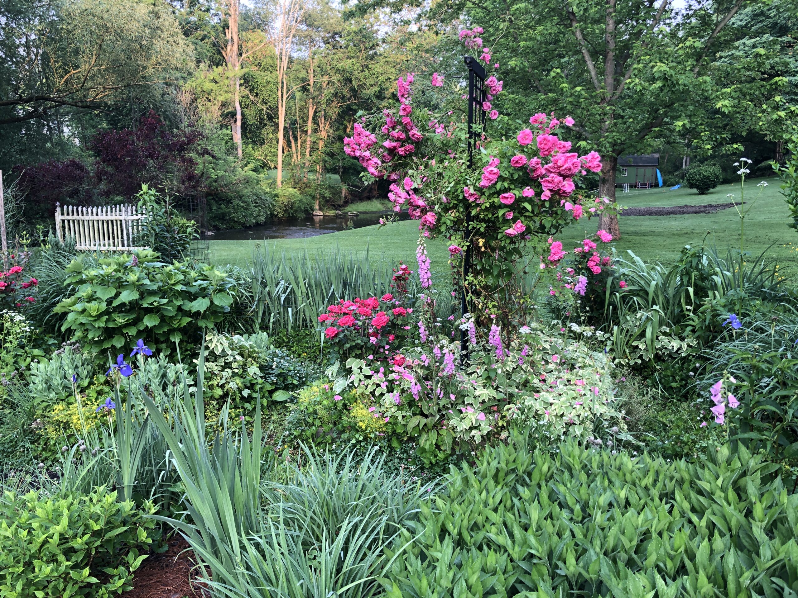 garden bed with bright pink climbing rose in the middle