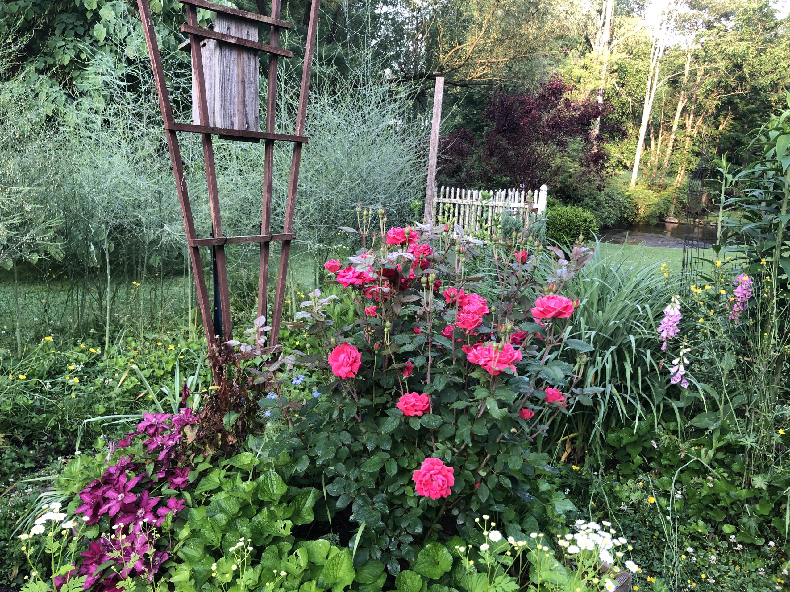 bright pink rose growing in front of a trellis