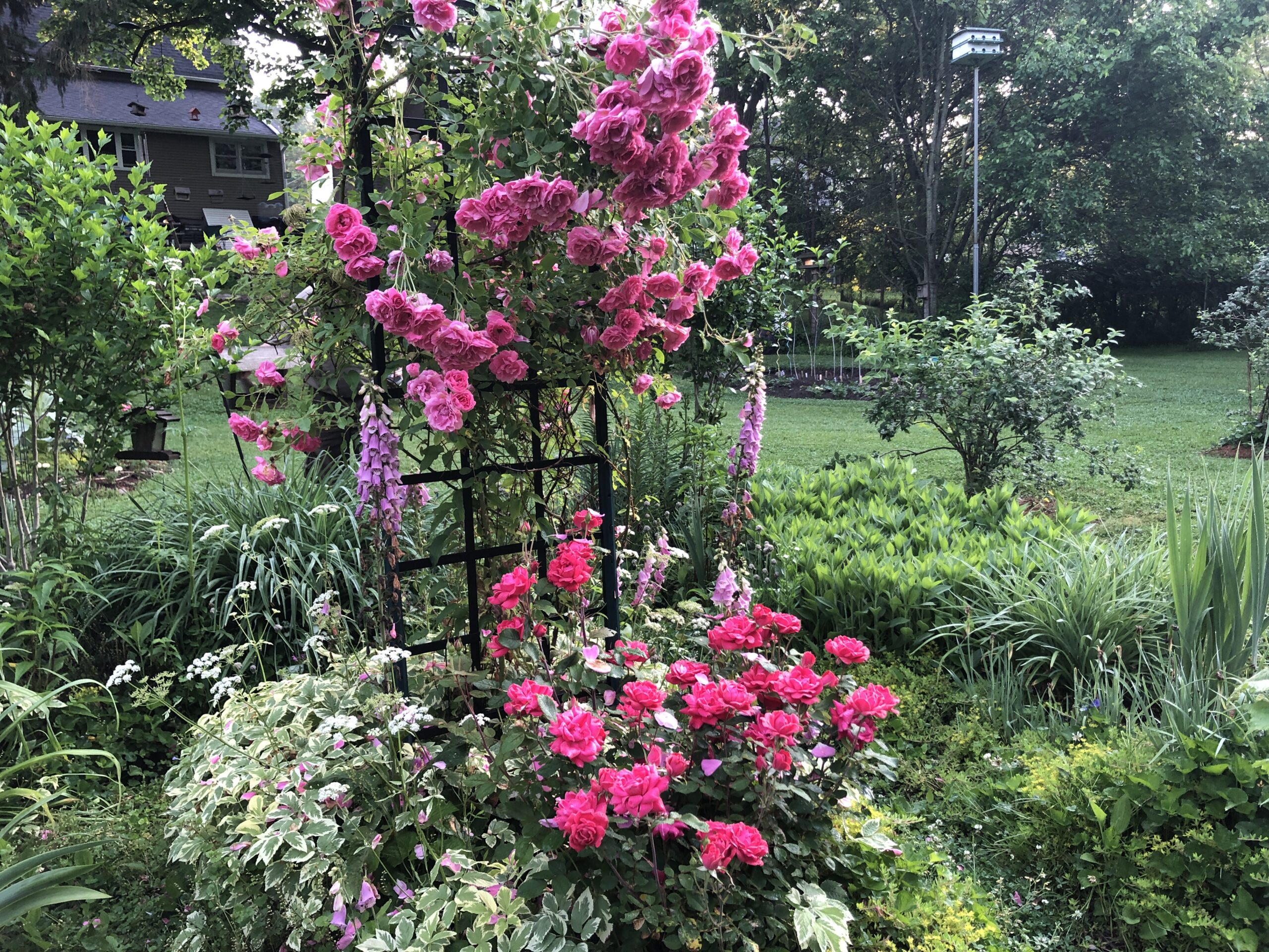 lots of pink flowers growing together