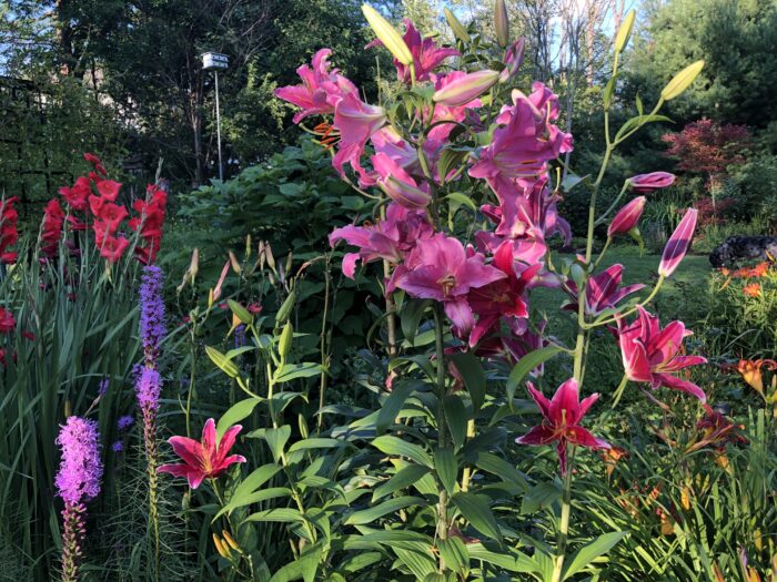 lots of brightly colored flowers