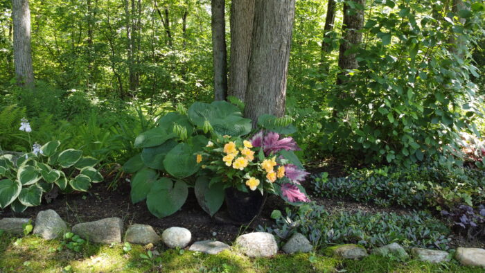 begonias growing in a woodland garden