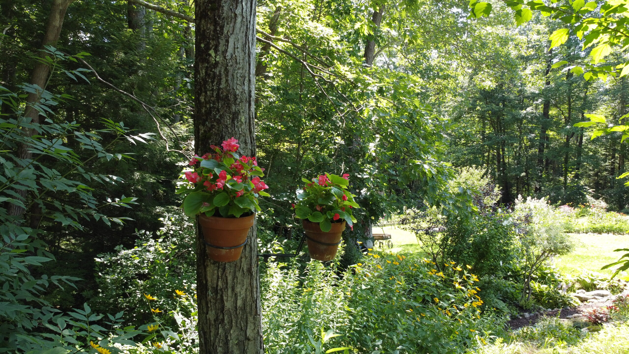 potted plants mounted on a tree trunk