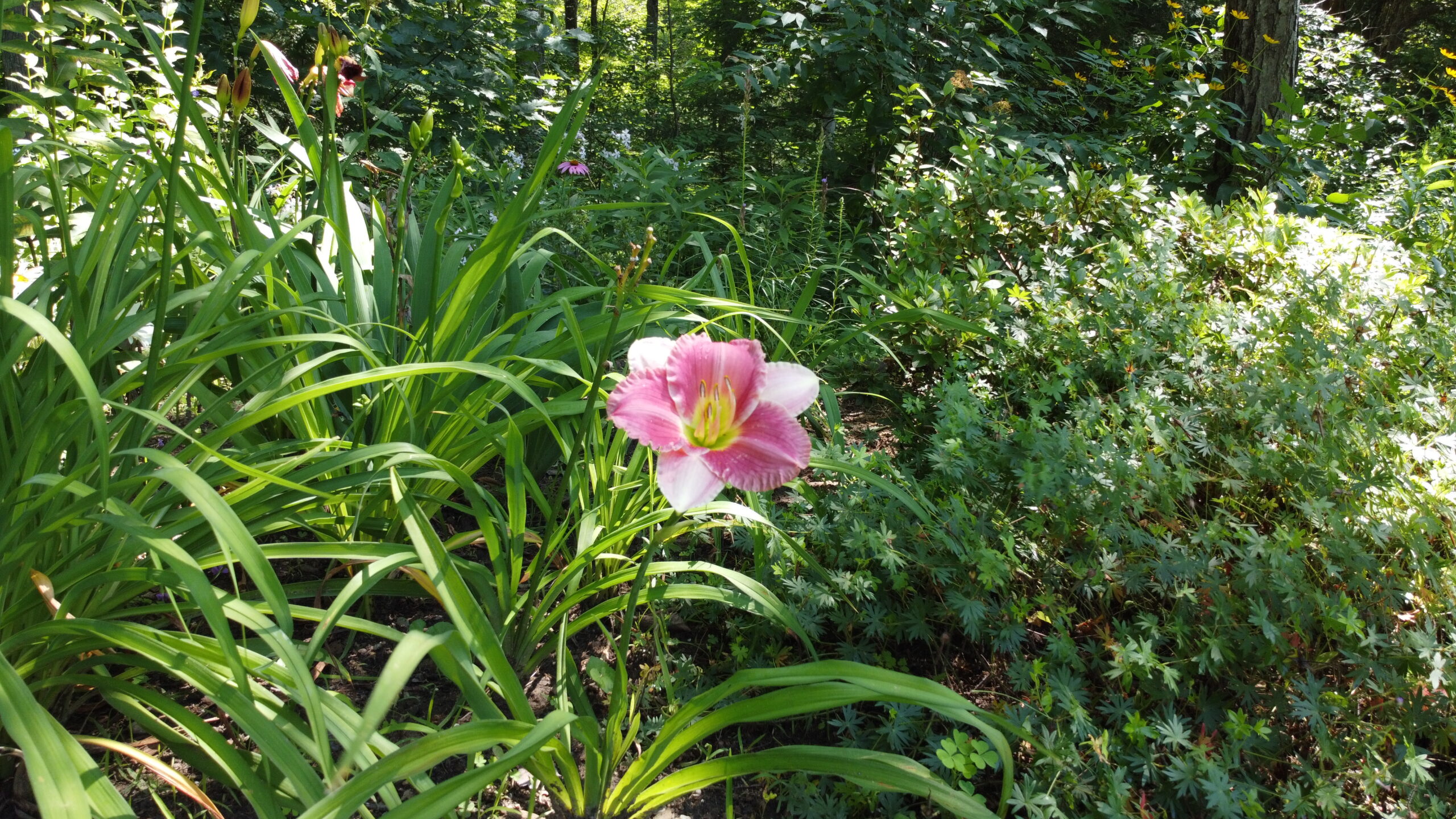 single pink flower in front of lots of foliage