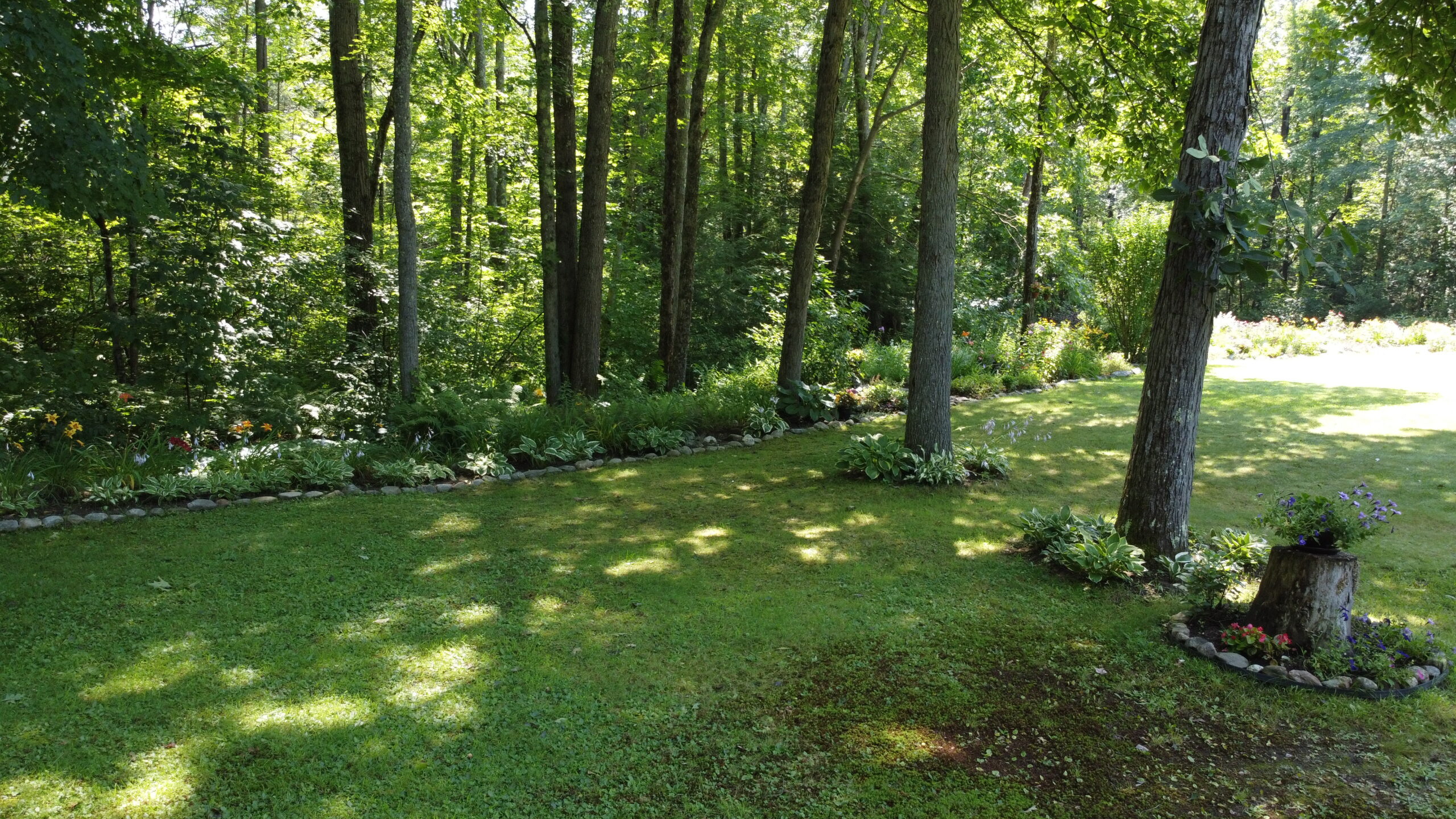 garden bed on the edge of a forest