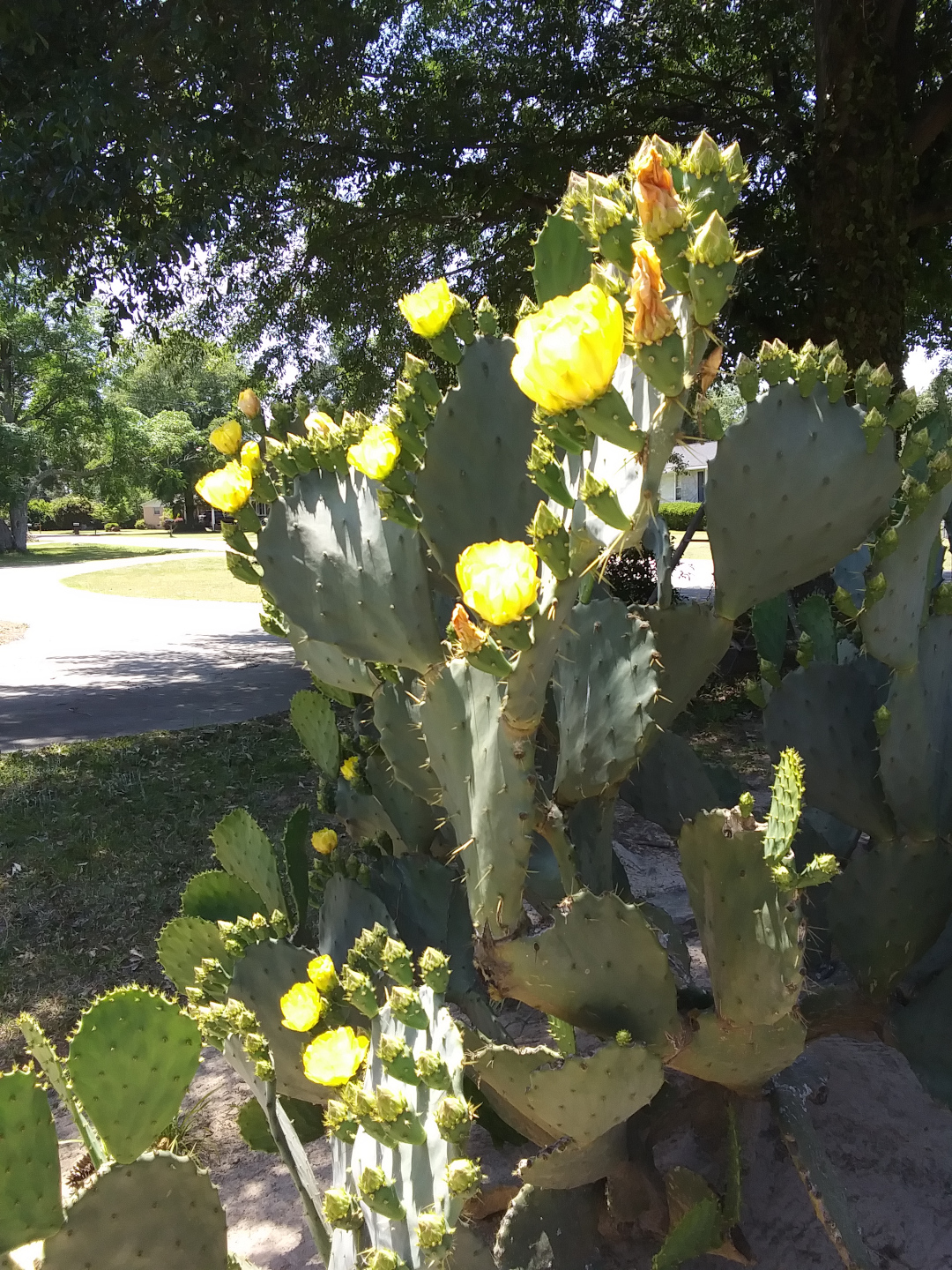 cactus covered in yellow flowers