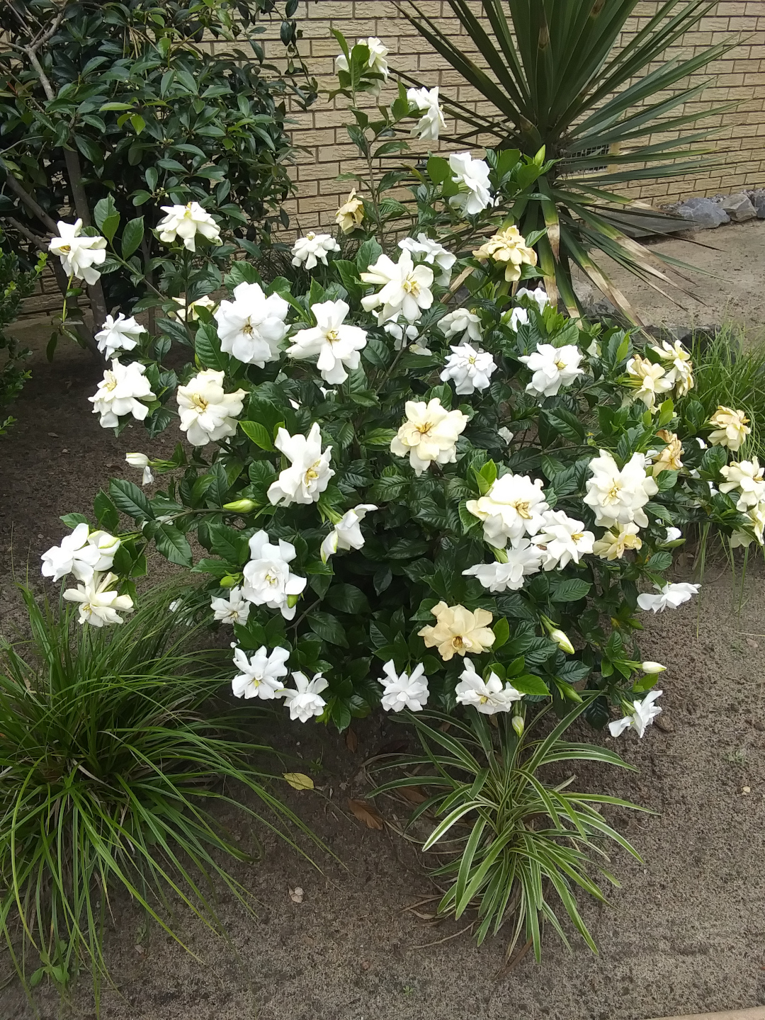 shrub with glossy leaves and white flowers