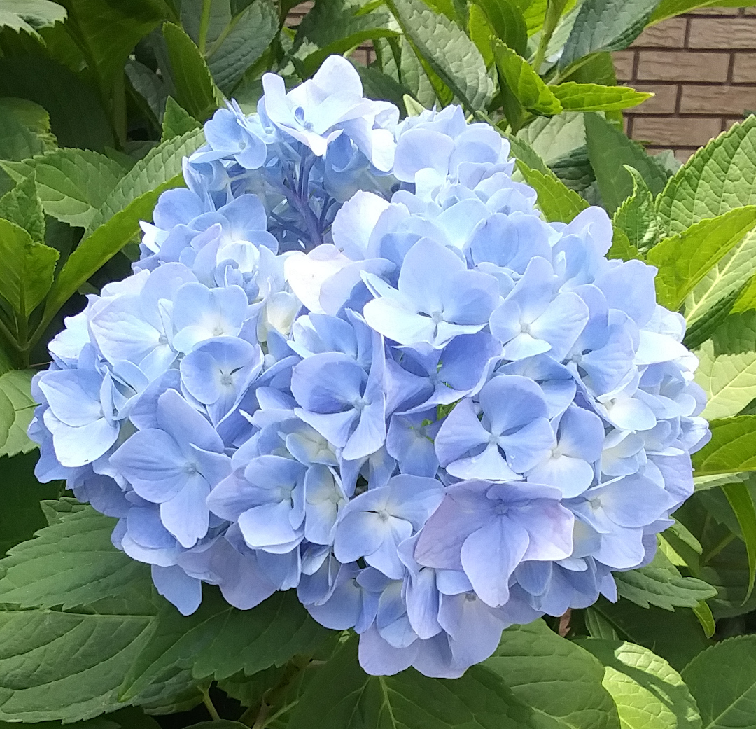 light blue hydrangea flowers