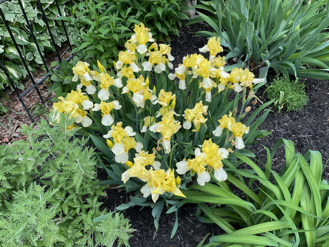 clump of yellow bearded iris