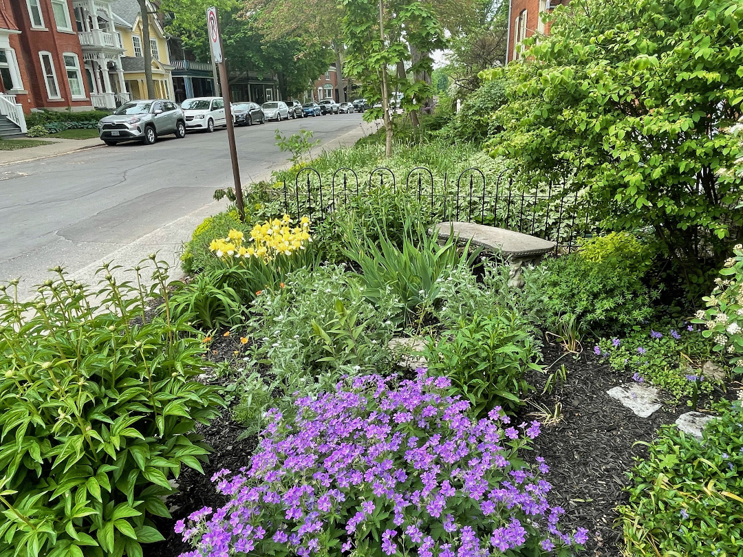 garden bed looking out onto city street