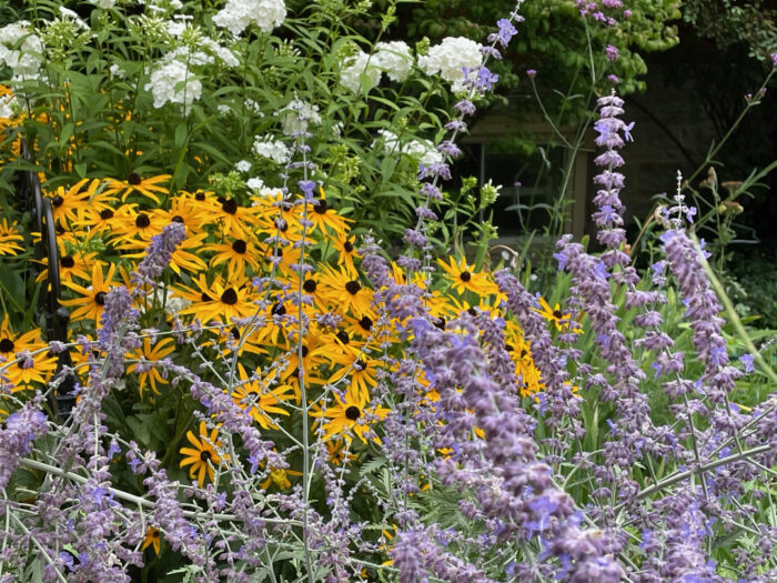 purple flowers in front of yellow flowers