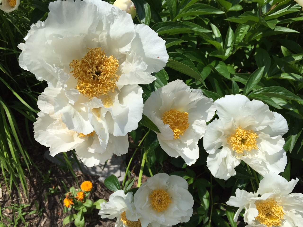 white peony flowers