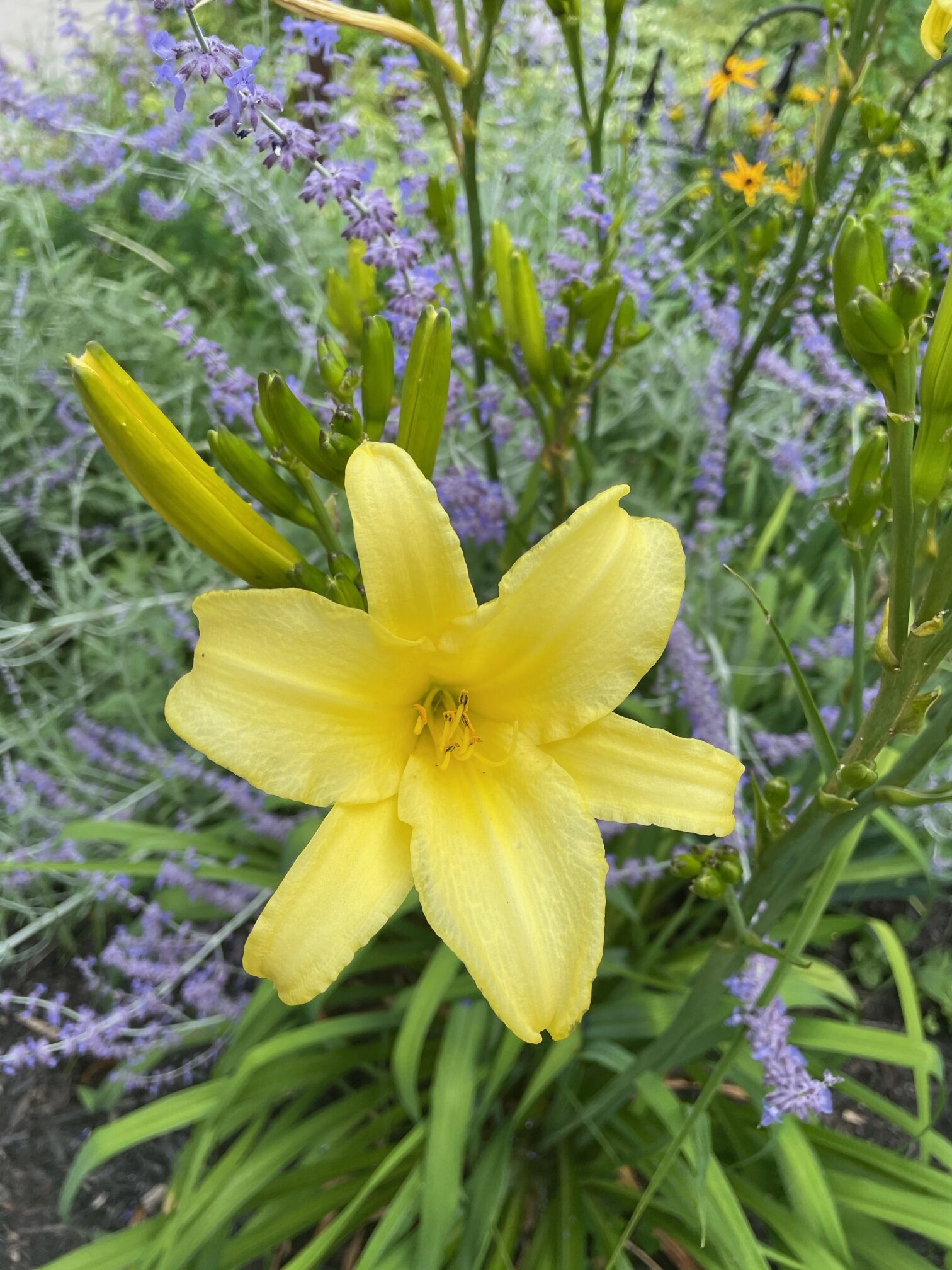 light yellow lily with purple flowers behind