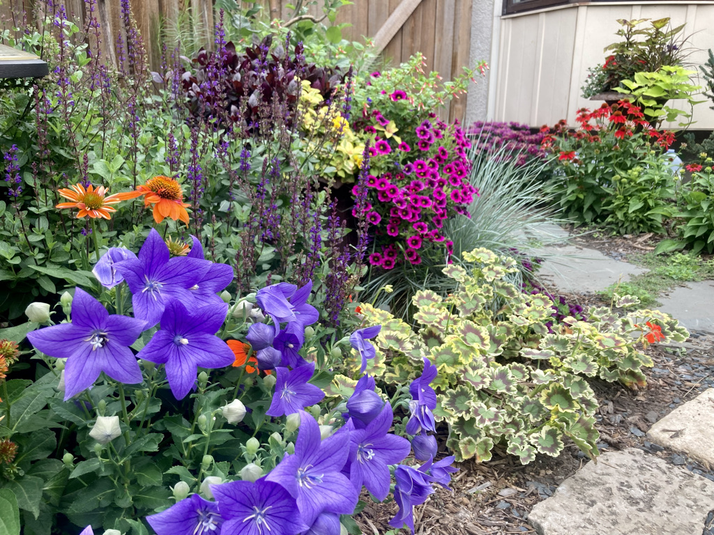 garden bed with lots of colorful flowers