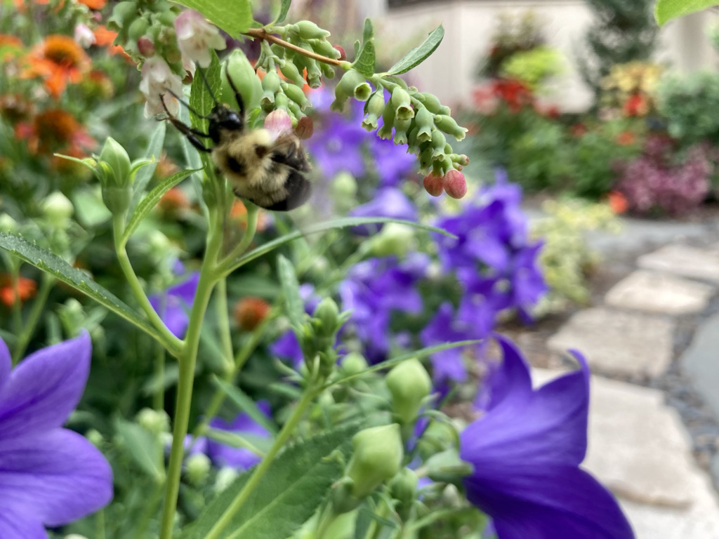 bumble bee hanging from a plant