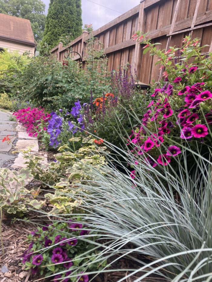 pink and purple flowers behind blue ornamental grass