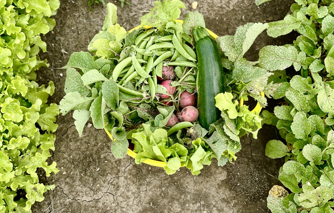 basket of freshly picked vegetables