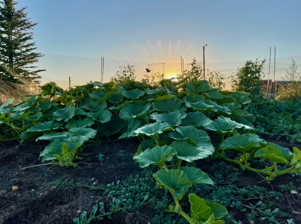 large squash plant at sunrise