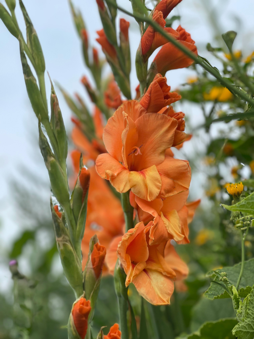 spire of orange flowers