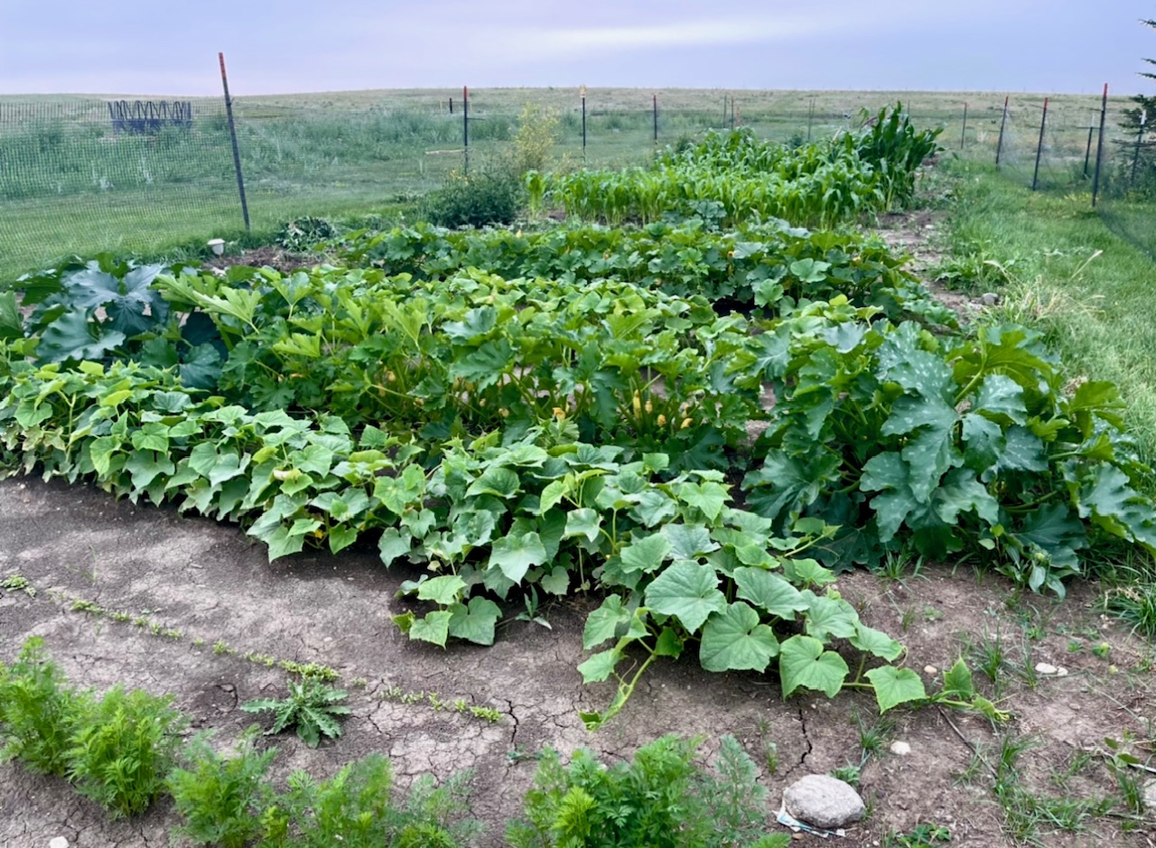 vegetable garden in the plains