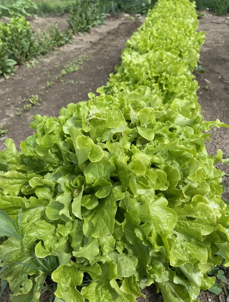 a row of lettuce plants