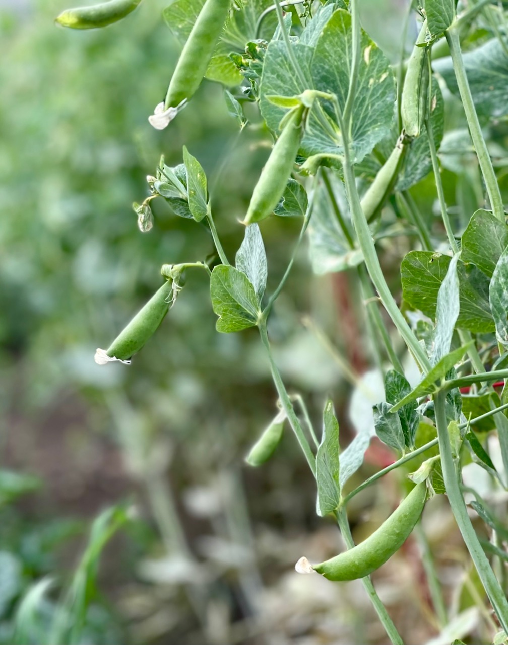 pea pods growing