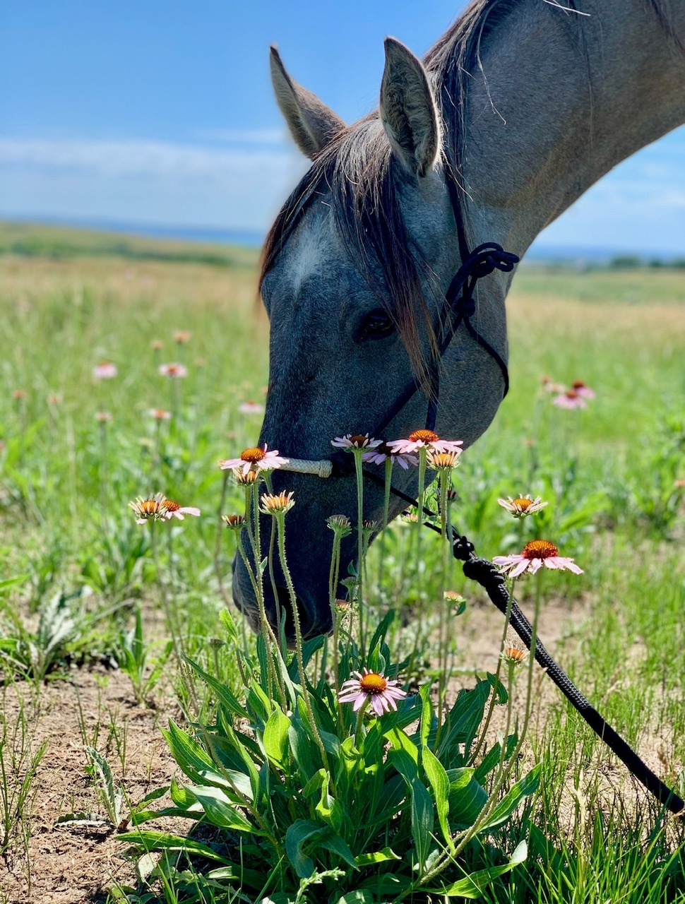 horse smelling clump of coneflowers