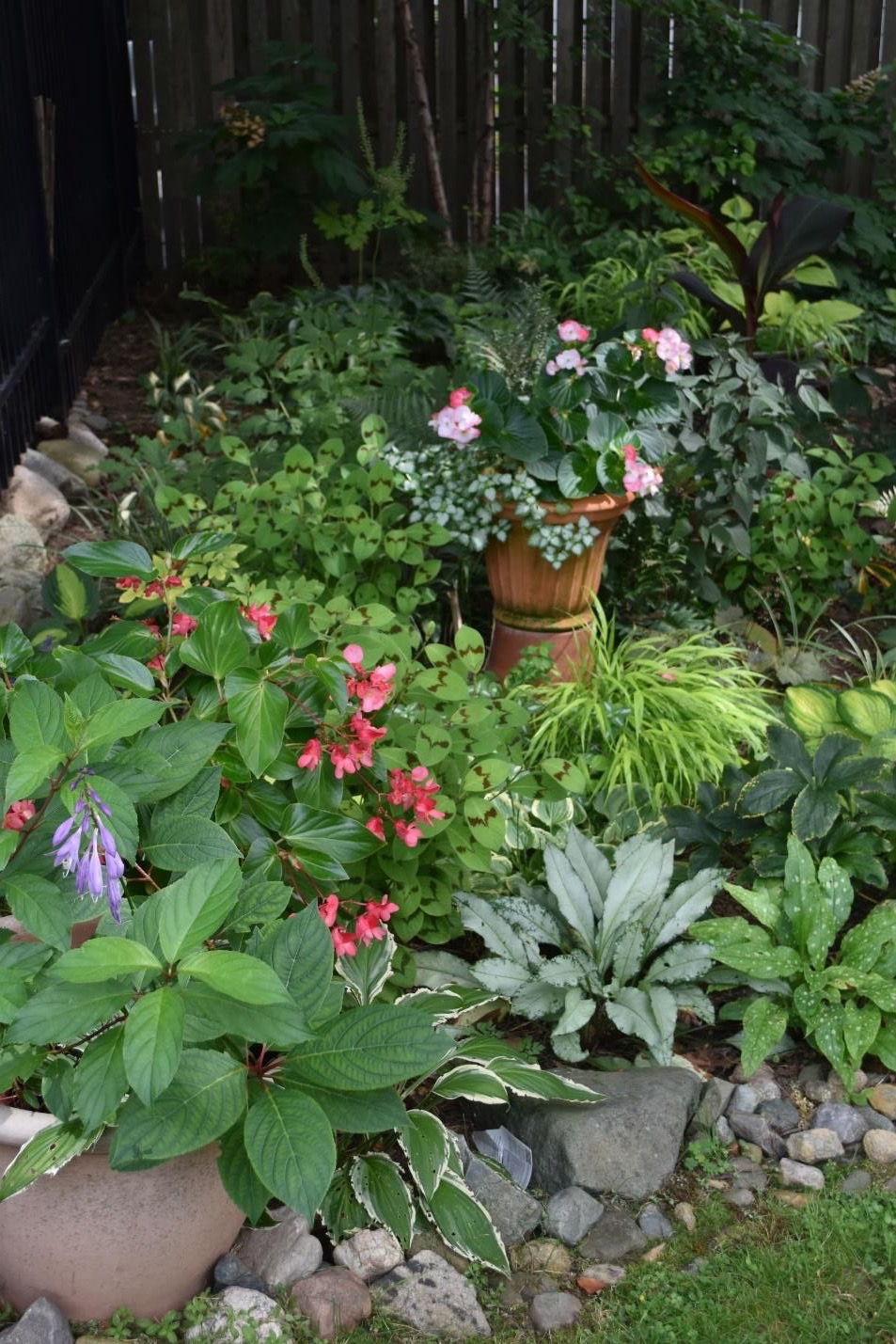 shade garden with lots of foliage plants