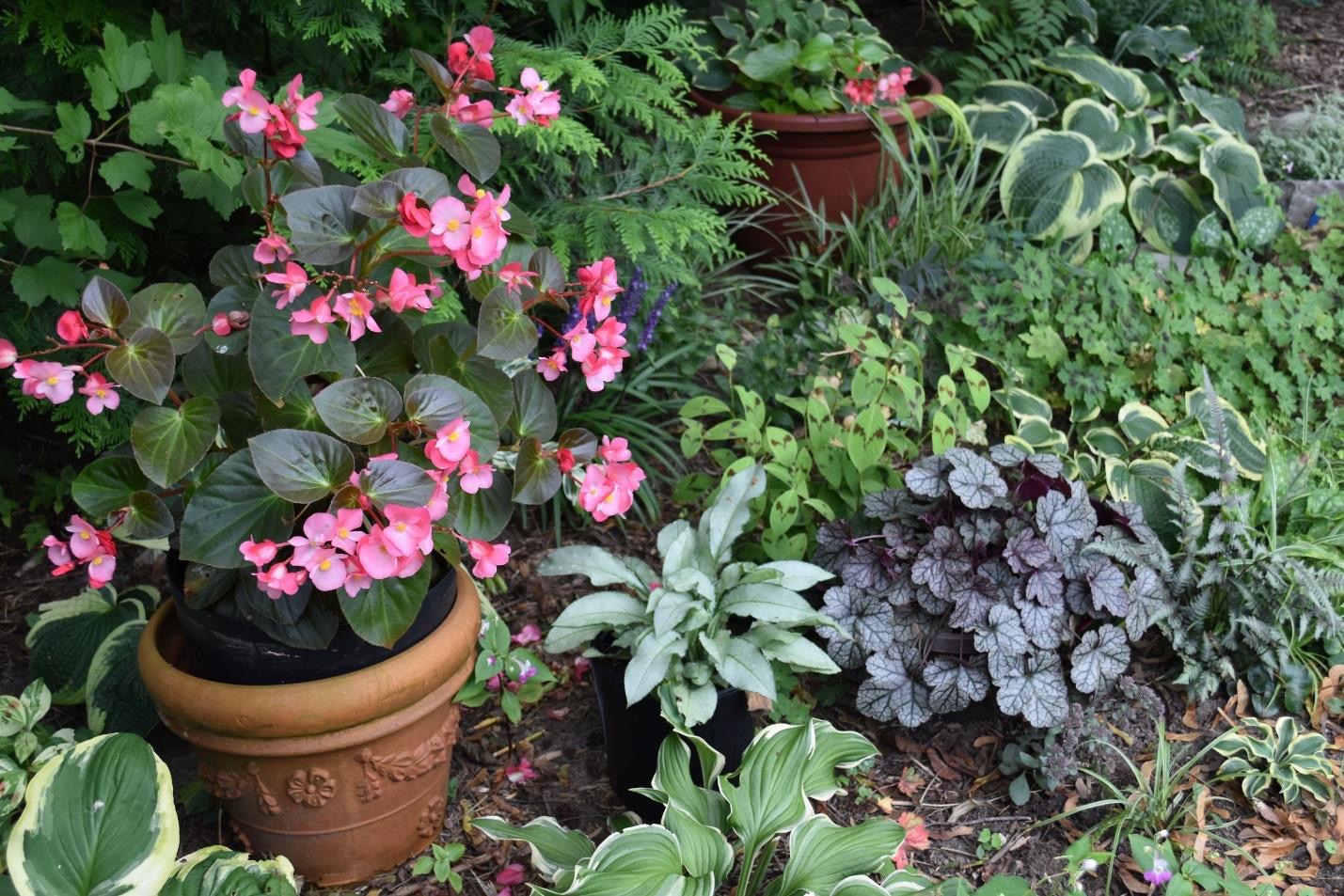 shade garden with a begonia in a pot