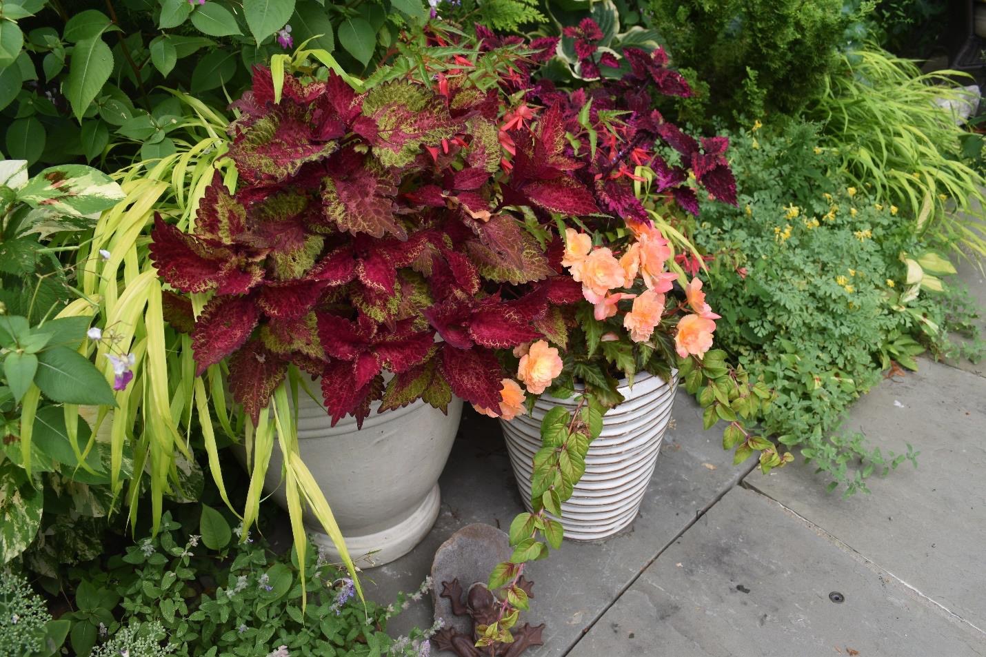 pots of coleus in front of green plants