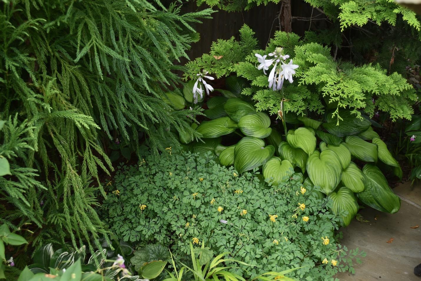 shade garden with diverse foliage plants