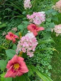 pink flowers