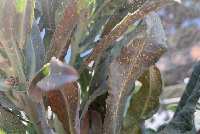 whiteflies on a broccoli plant