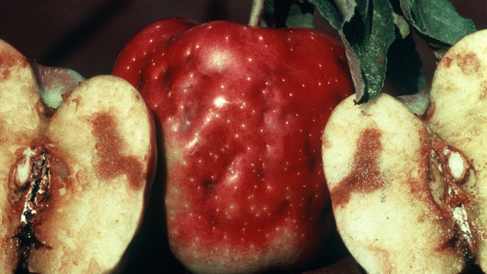 apples rotten from apple maggot