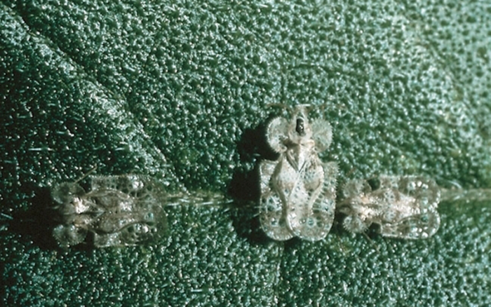 lace bugs