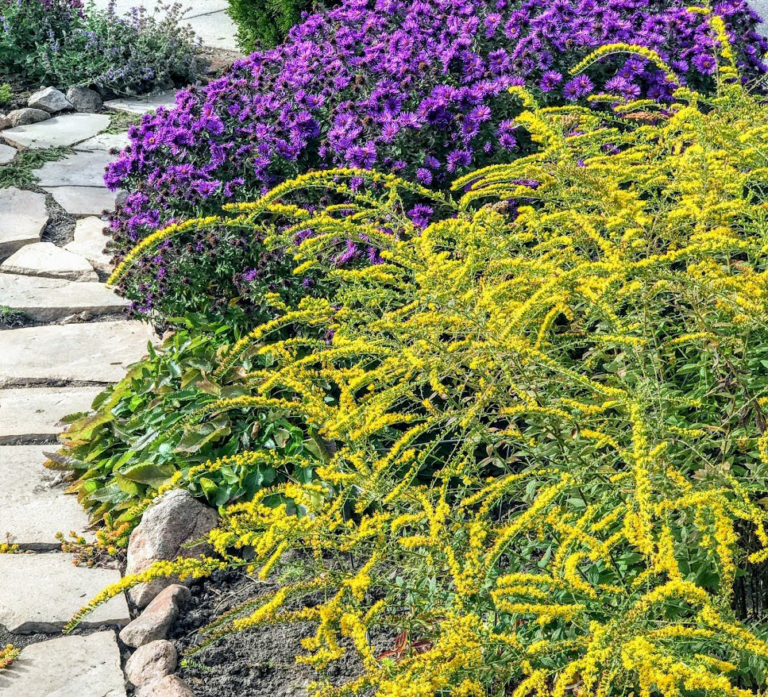 Pest Control for the Northern Plains Chrysanthemum Lace Bugs