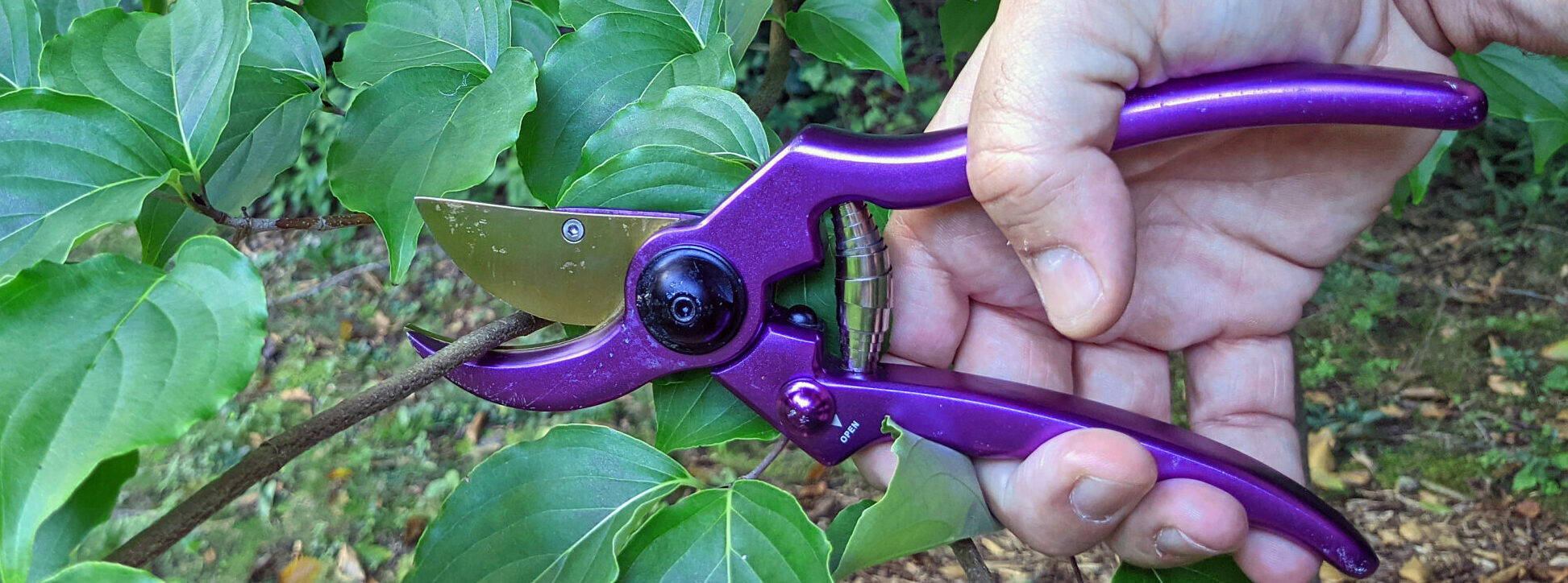 PLANTS & GARDENING :: GARDENING :: PRUNING AND CUTTING TOOLS [2] image -  Visual Dictionary Online