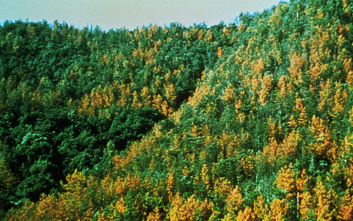 grove of pine trees affected by pine wilt disease