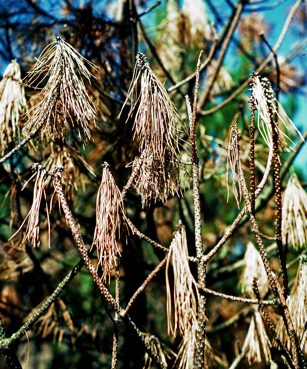 Create a tree grove with shortleaf pines