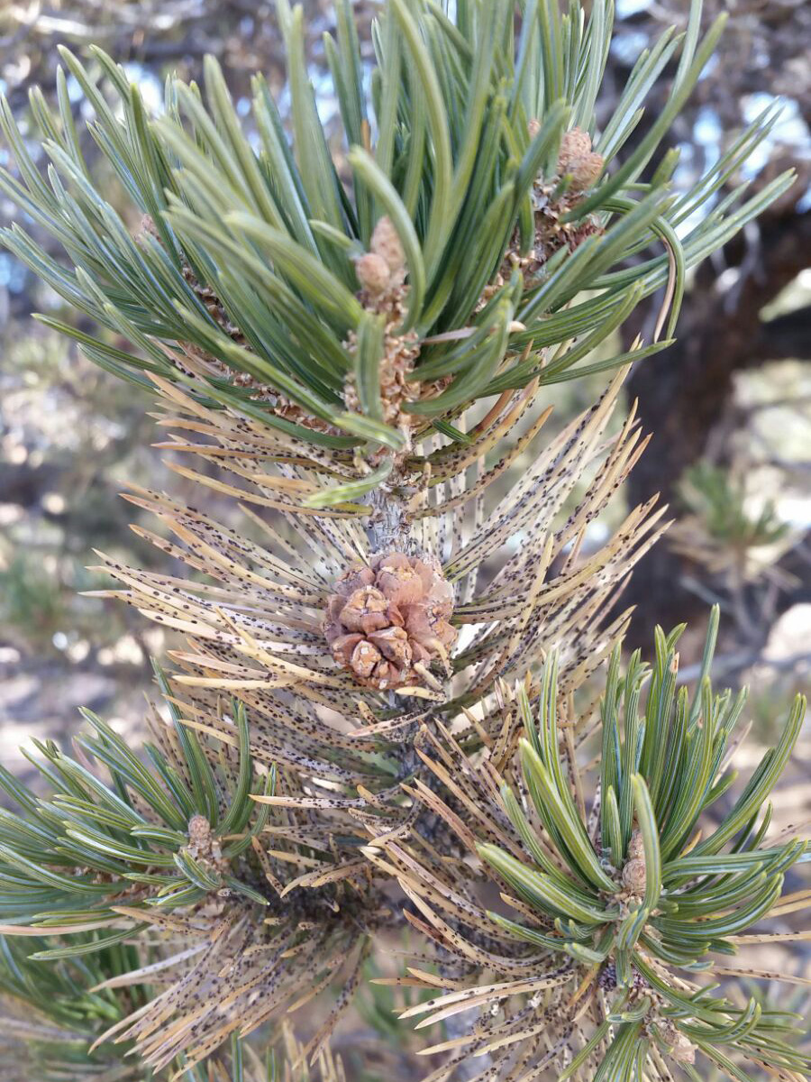 Pine Bark Adelgids Infest White Pines