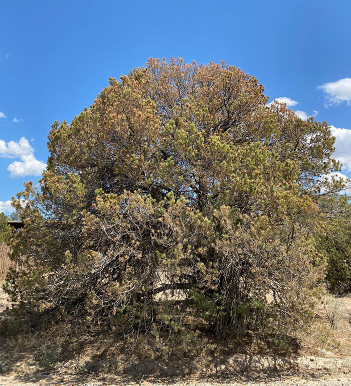 dying piñon pine