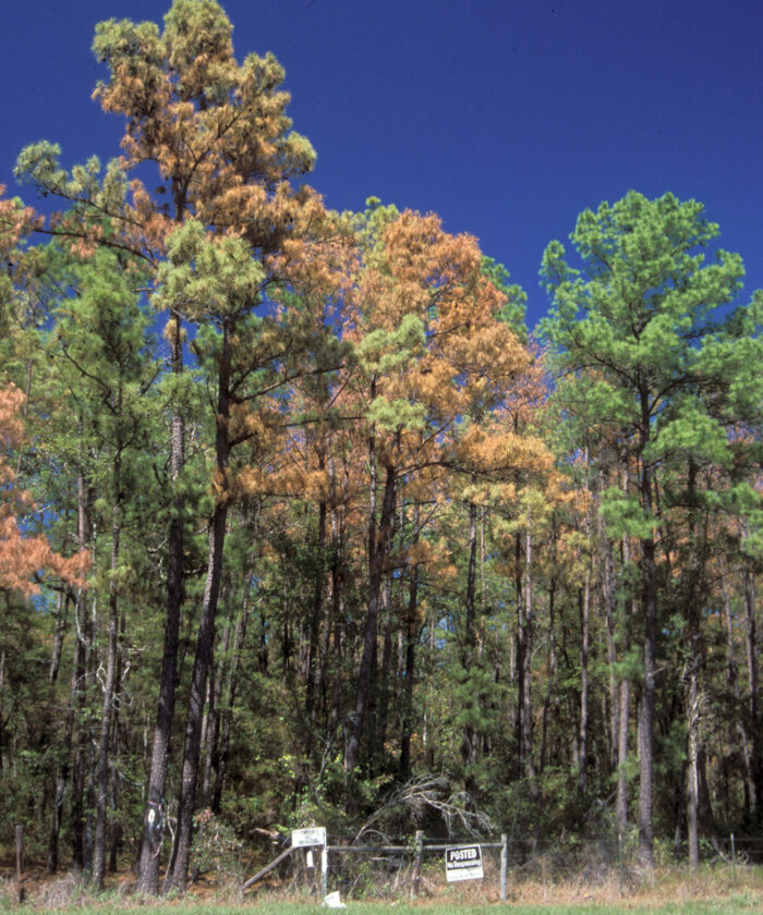 pine trees infested with pine ips beetles