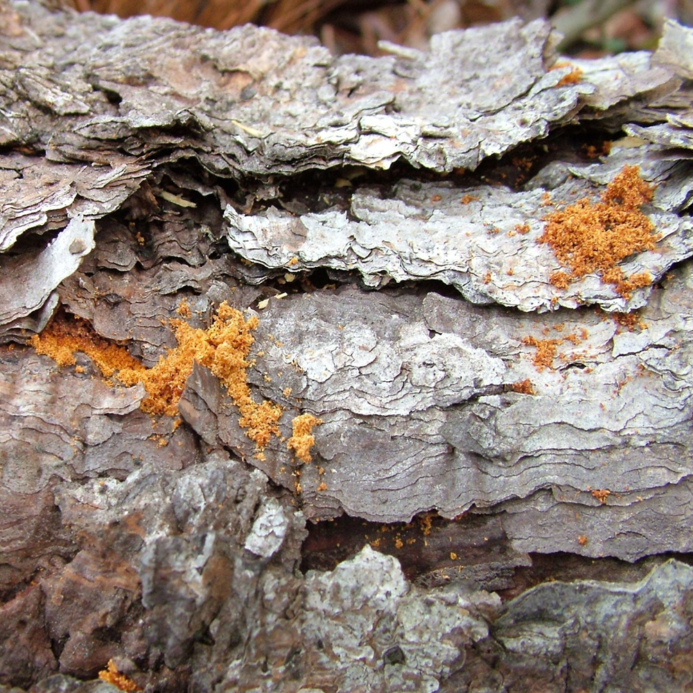 IPS Bark Pine Beetles (Engraver Beetle) Control & Management