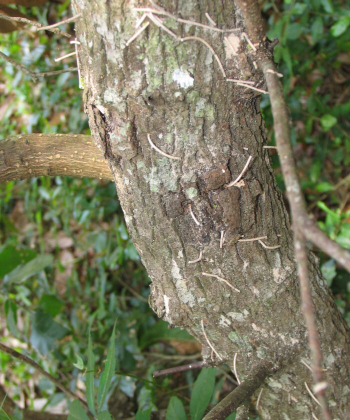 frass tubes from ambrosia beetles