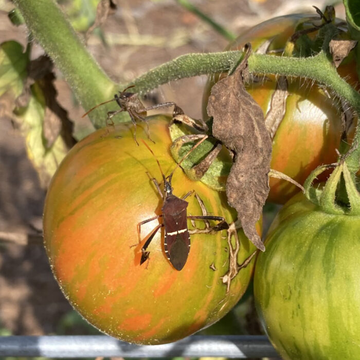 Leaf-footed plant bugs on a tomato