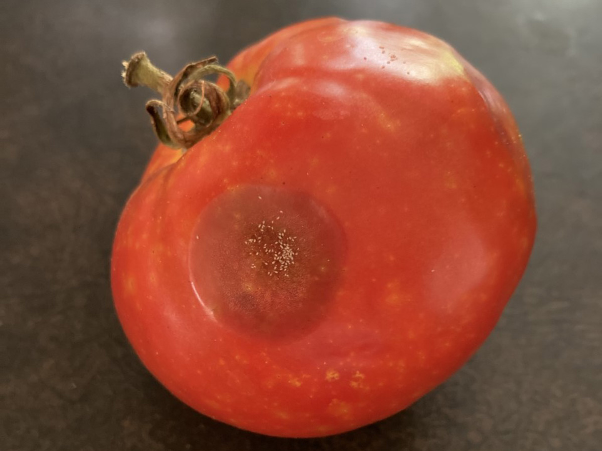 tomato bug damage