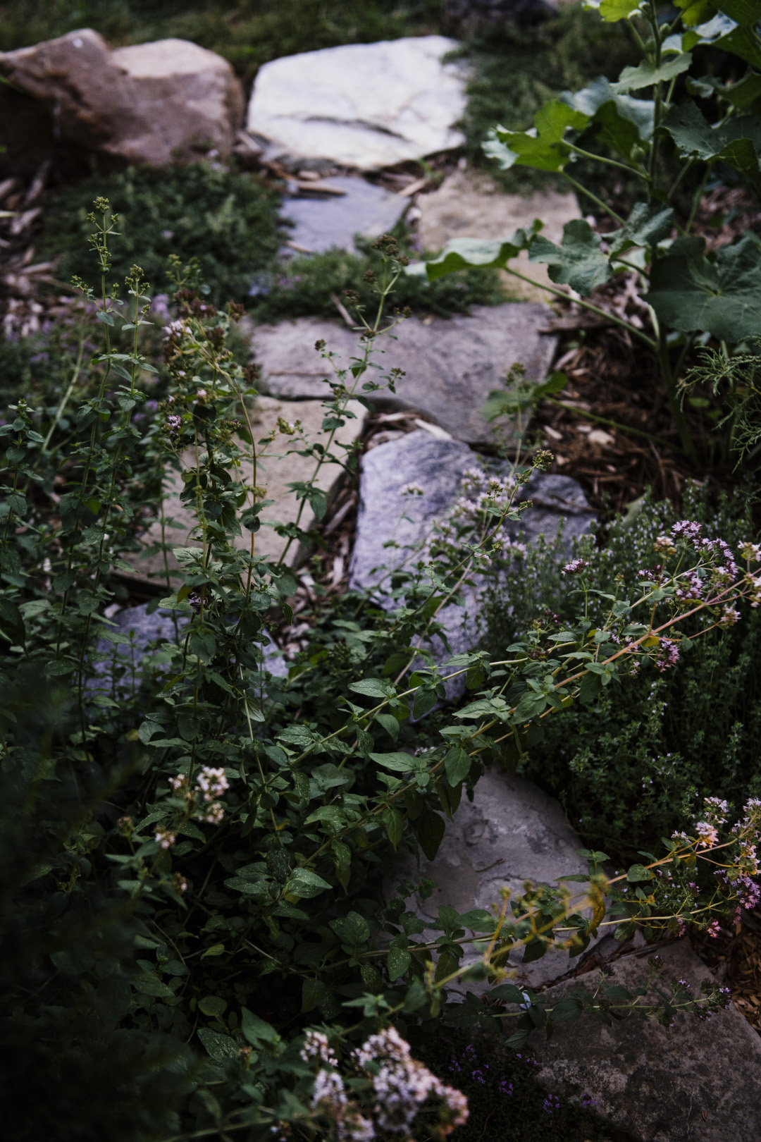 plants growing around stepping stones
