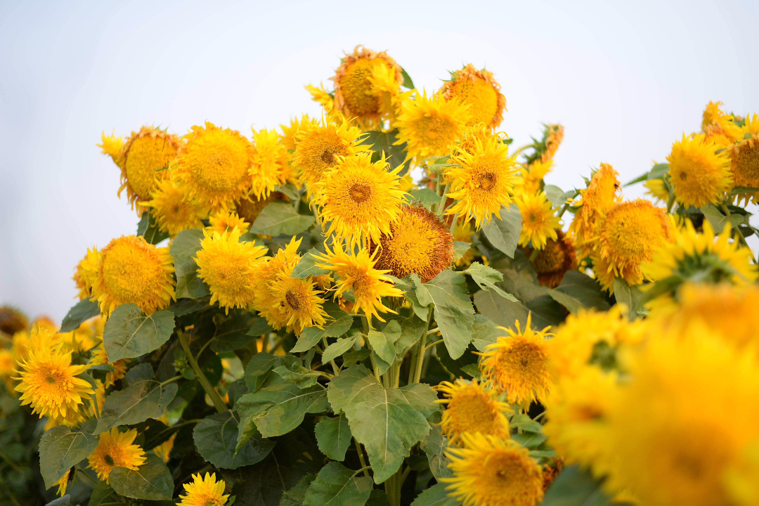 double-flowered sunflowers