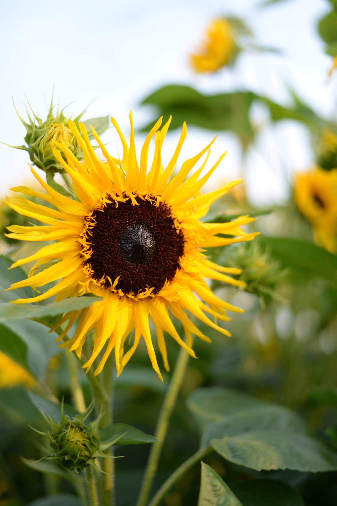 sunflower with narrow petals