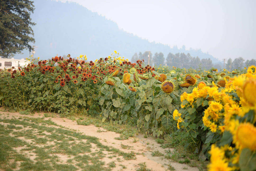 field full of sunflowers